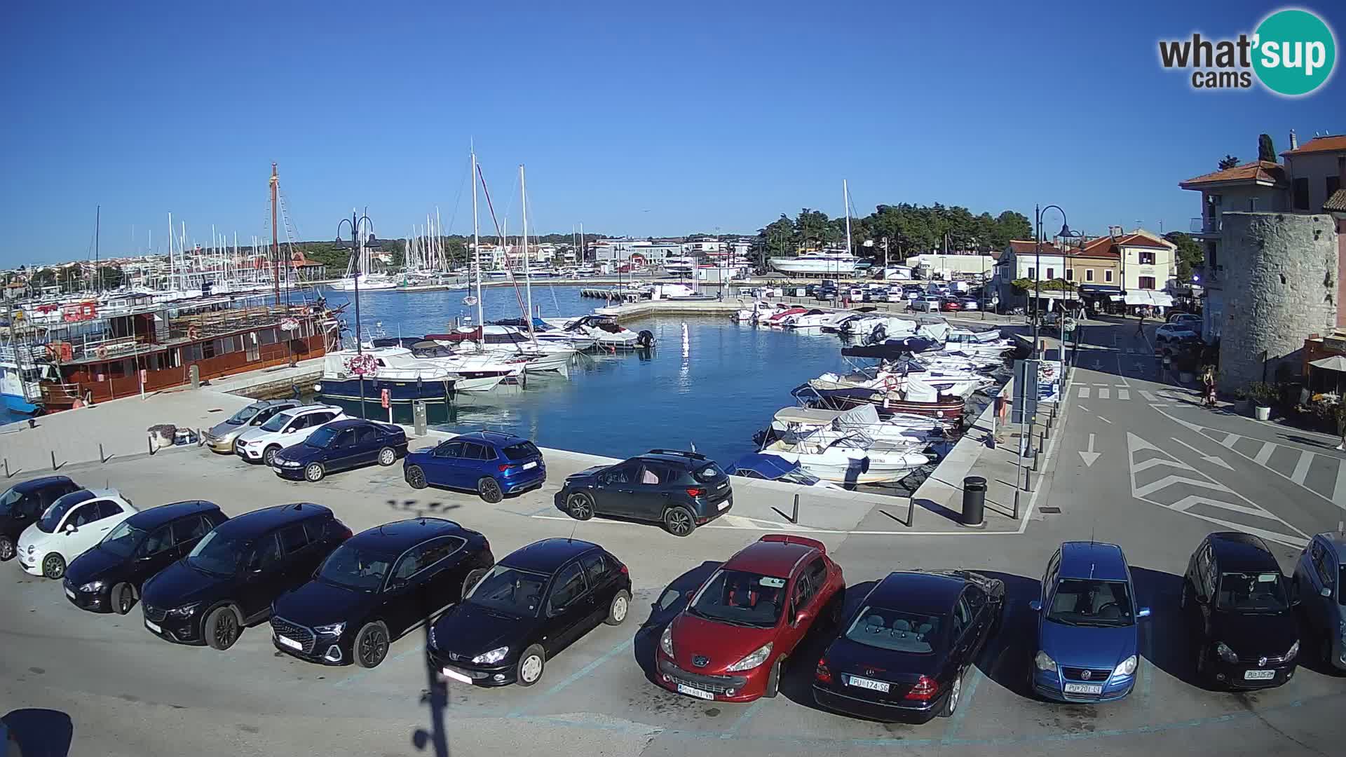 Novigrad | Porporela marina
