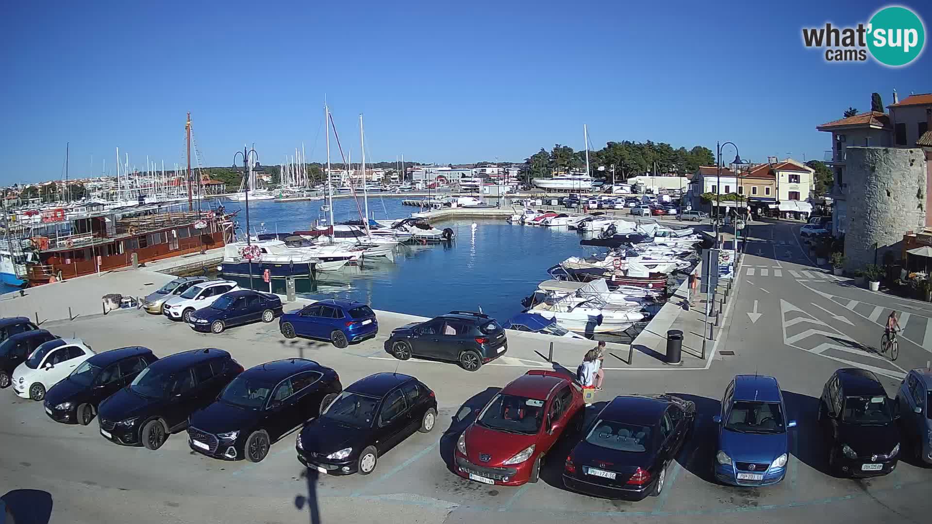 Novigrad | Porporela marina