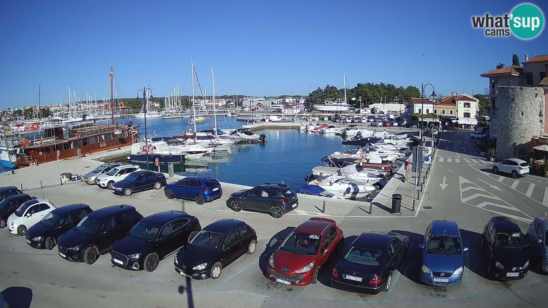 Novigrad | Porporela marina