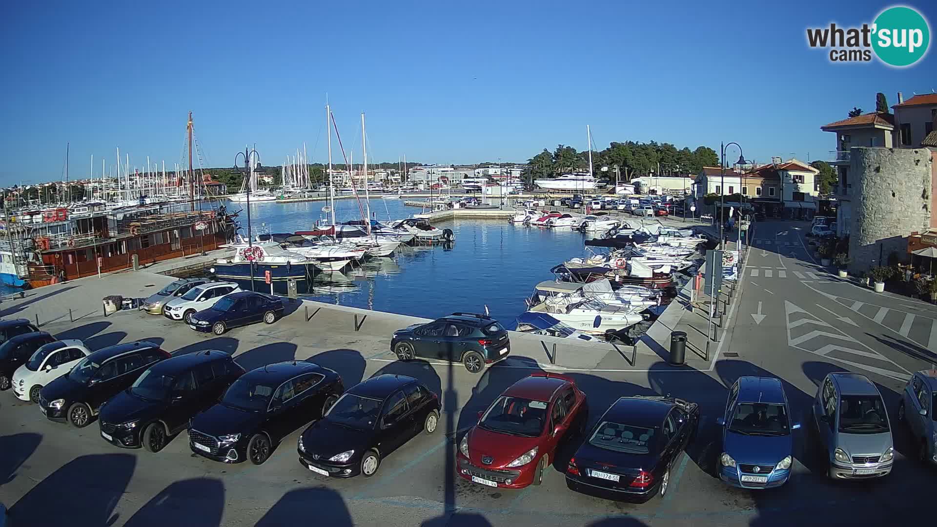 Novigrad | Porporela marina
