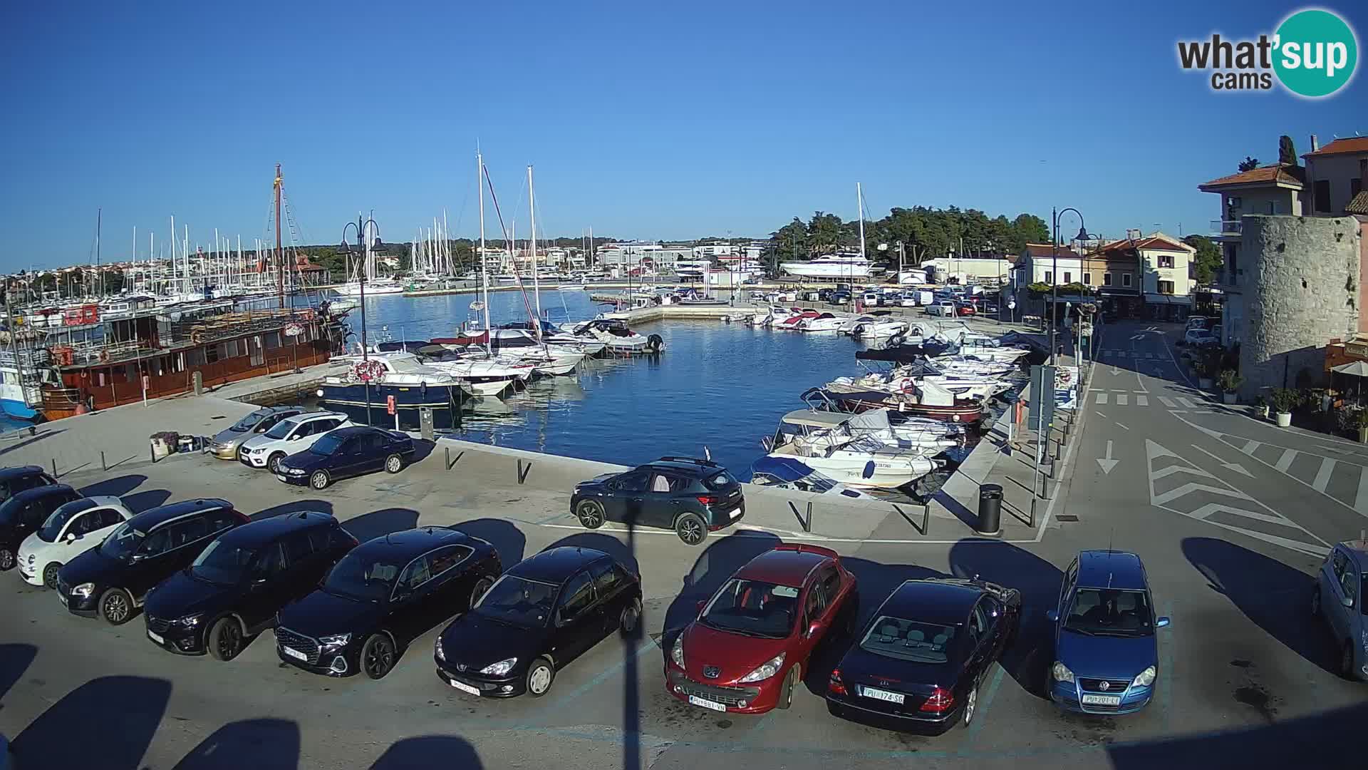 Novigrad | Porporela marina