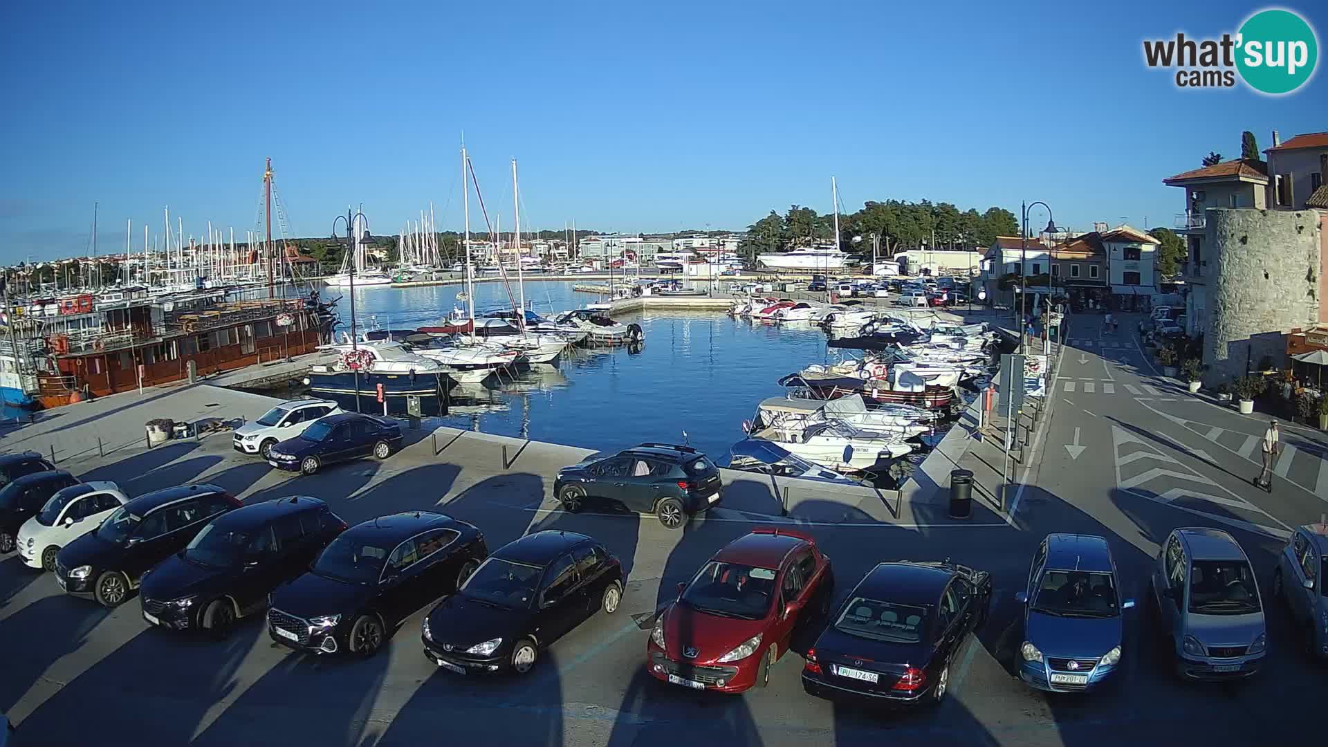 Novigrad | Porporela marina