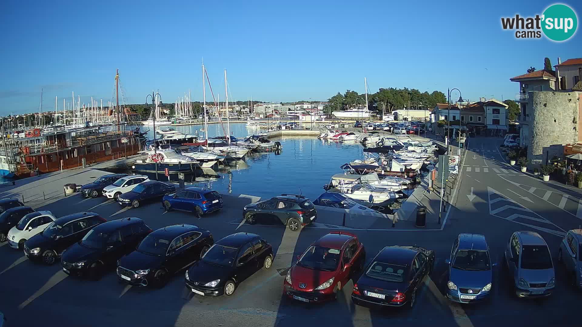 Novigrad | Porporela marina