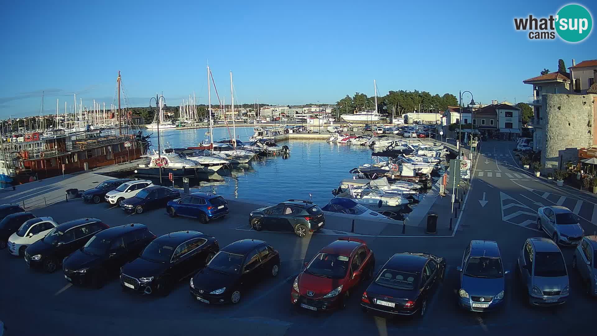 Novigrad | Porporela marina