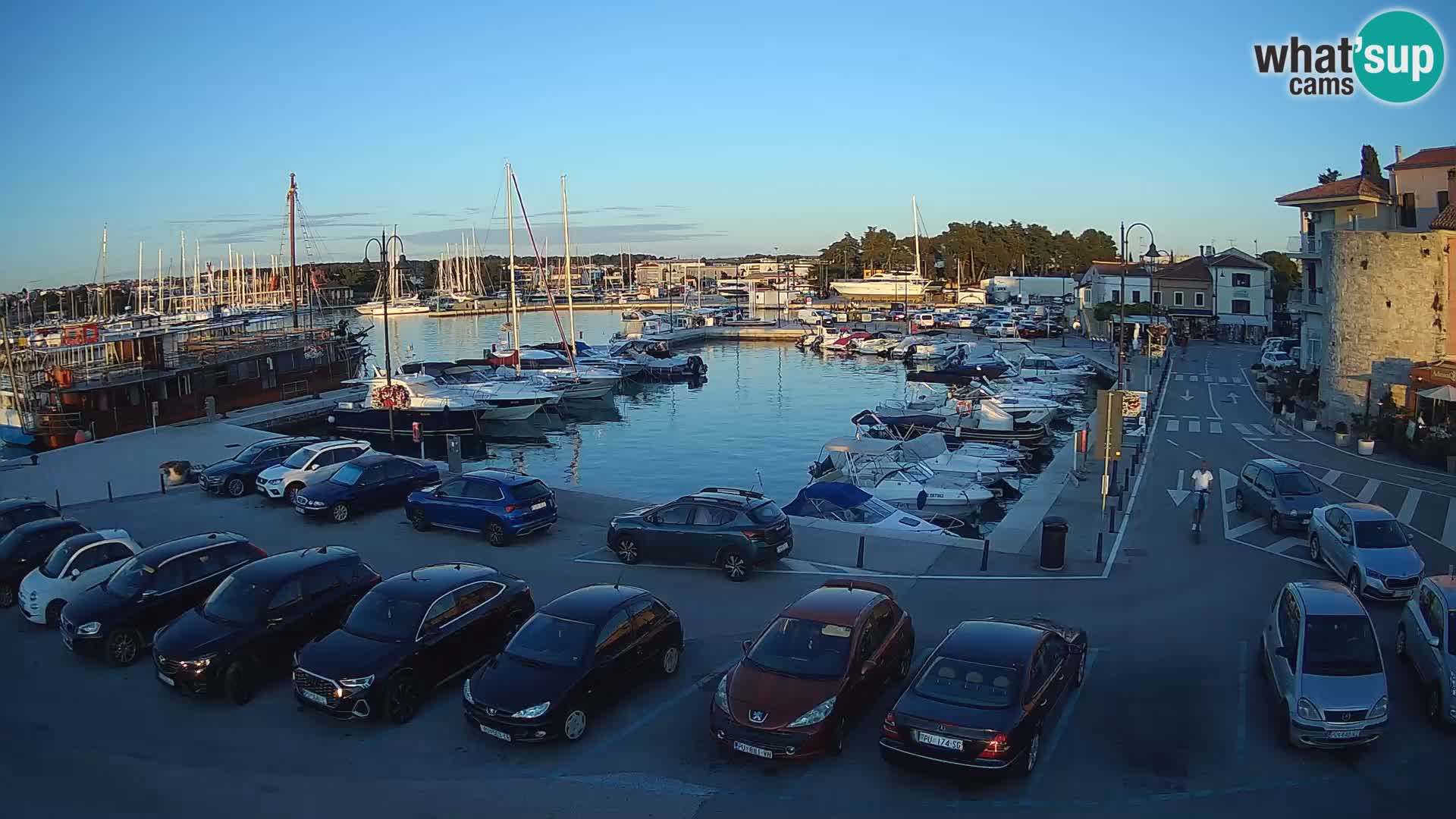 Novigrad | Porporela marina