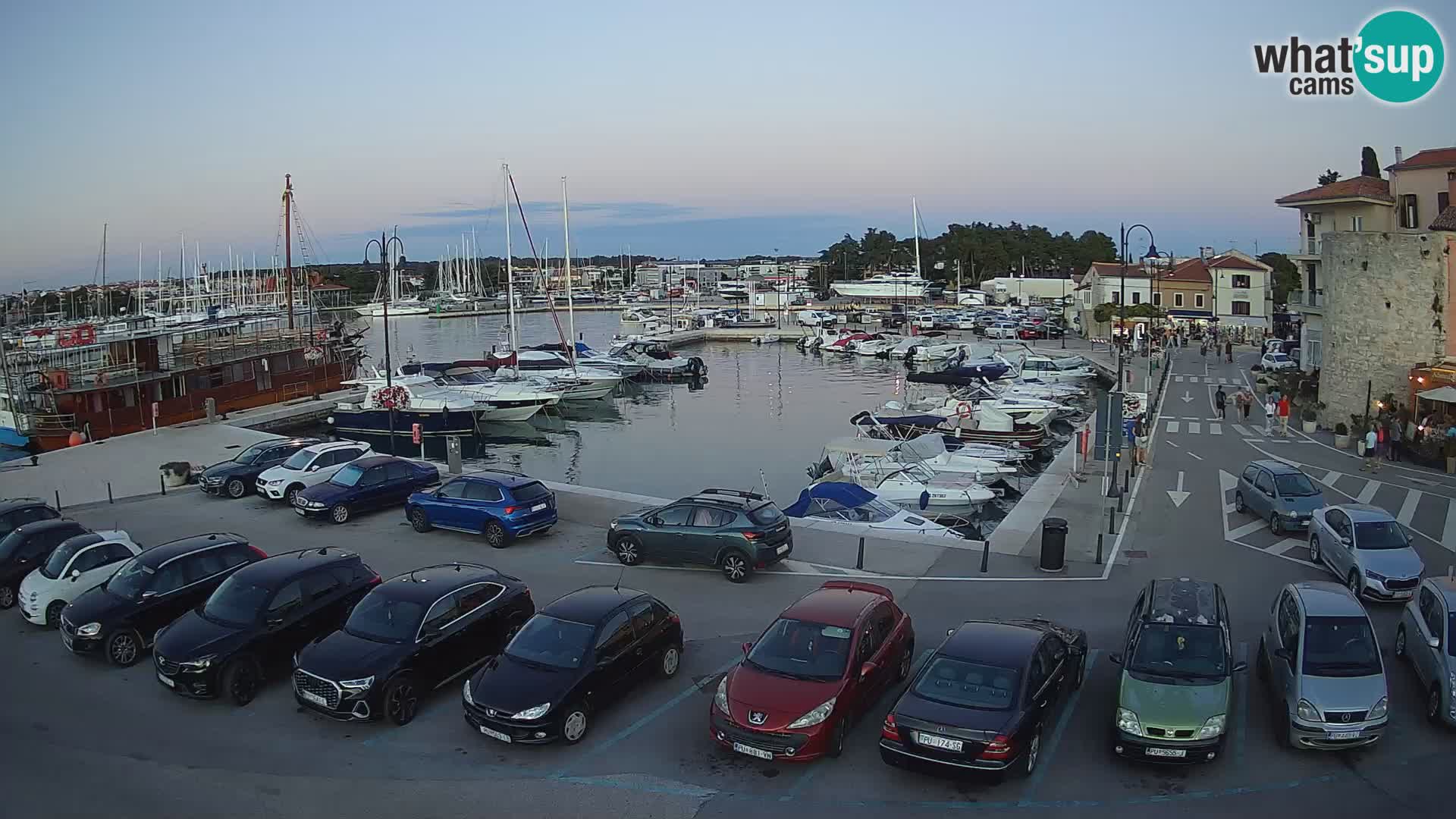 Novigrad | Porporela marina