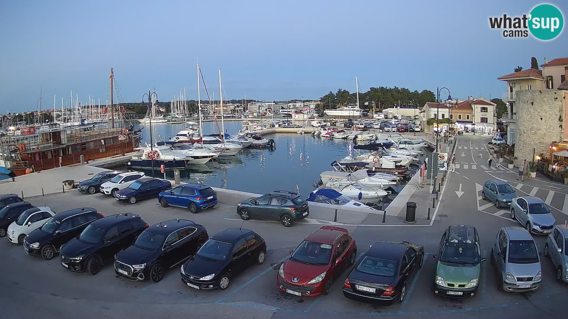 Novigrad | Porporela marina