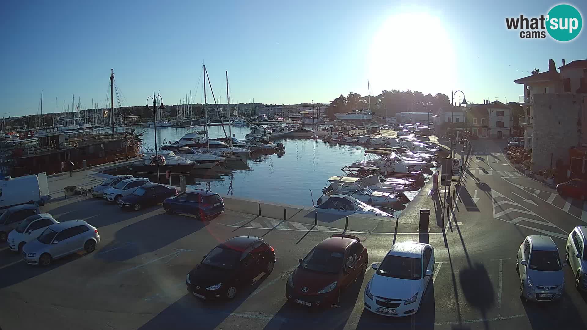 Novigrad | Porporela marina