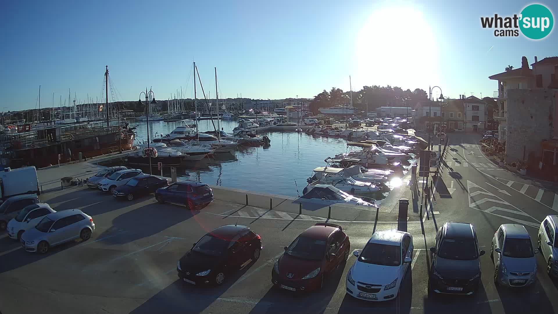Novigrad | Porporela marina