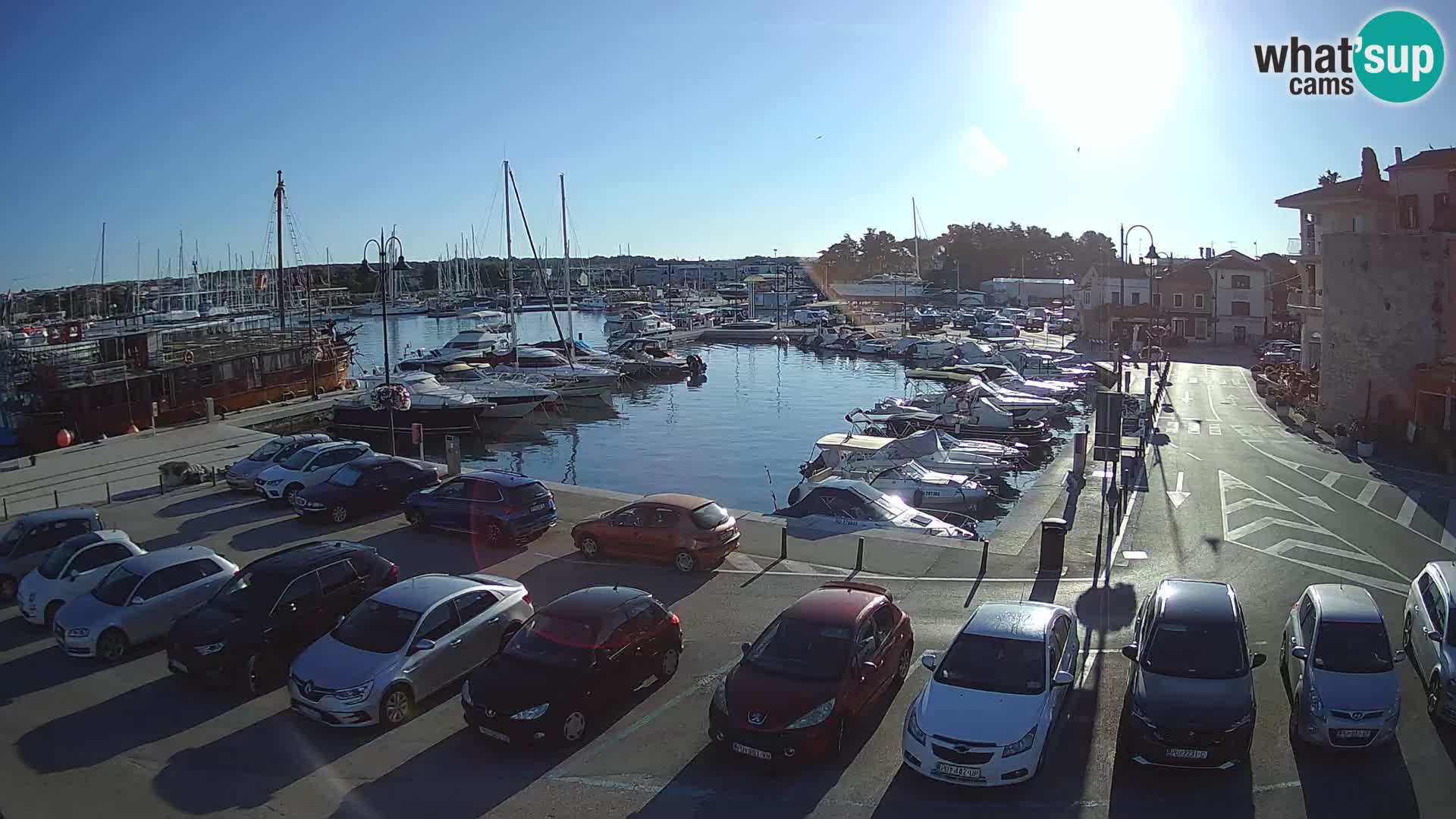 Novigrad | Porporela marina