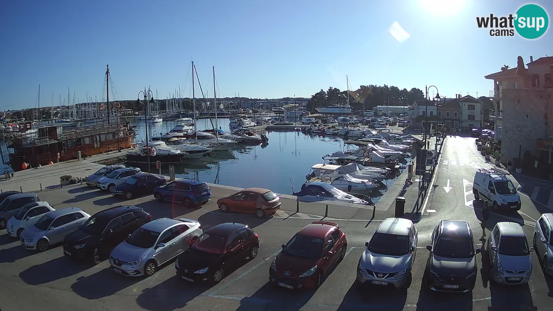 Novigrad | Porporela marina