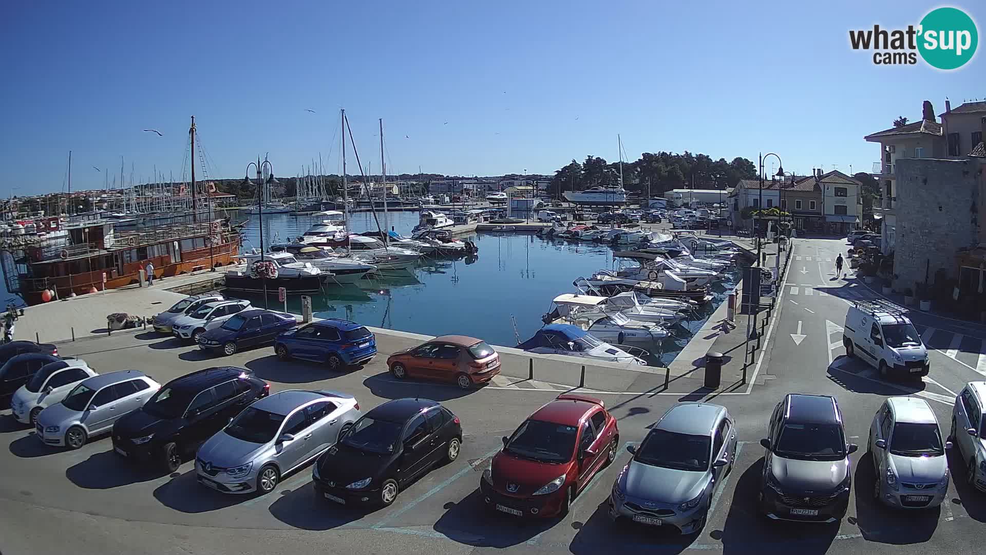 Novigrad | Porporela marina