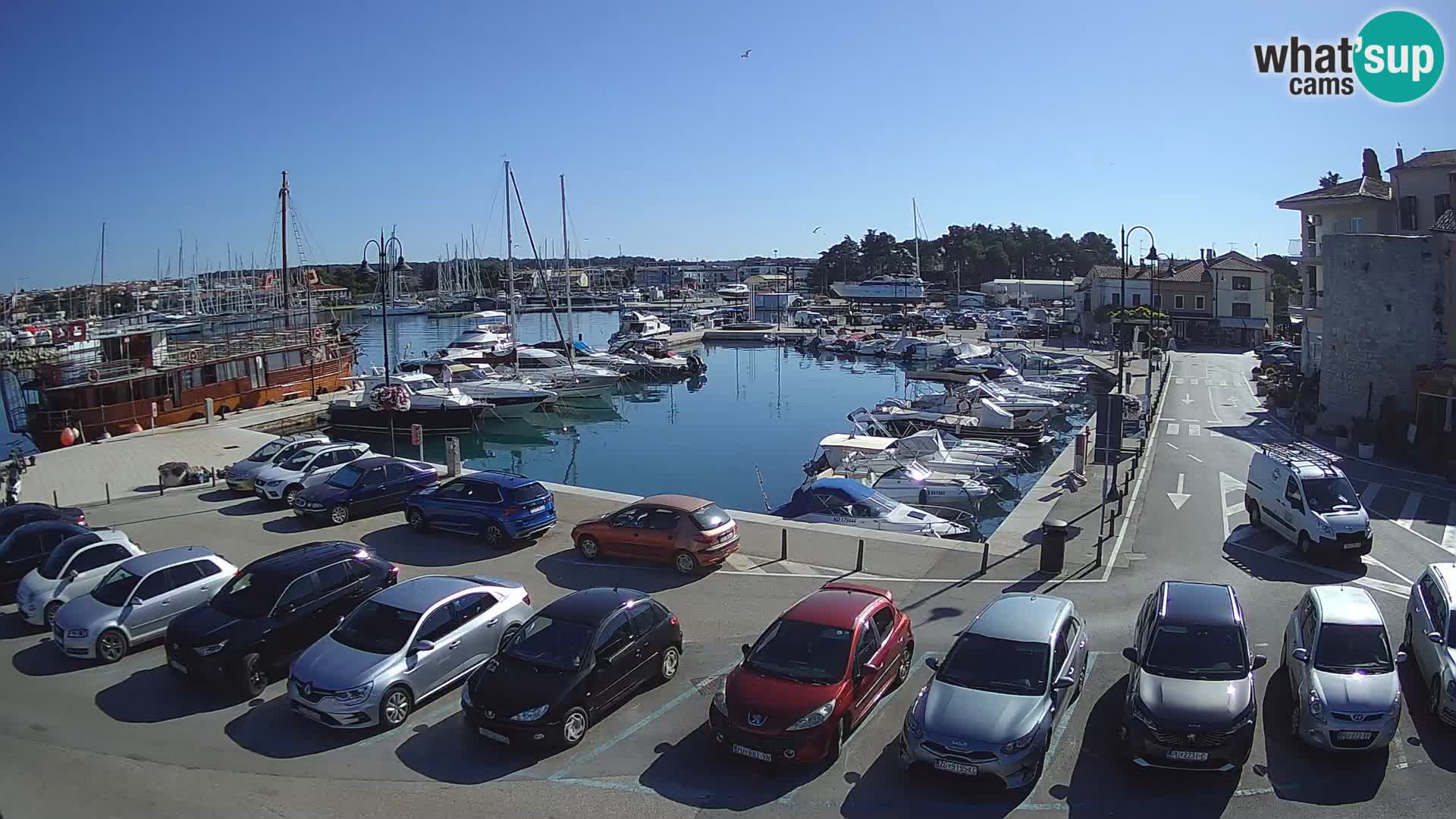 Novigrad | Porporela marina