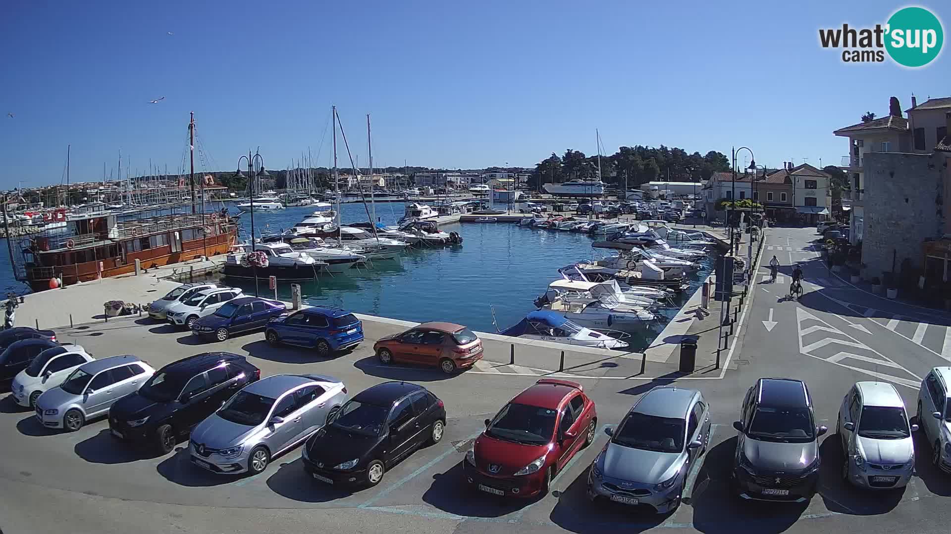 Novigrad | Porporela marina