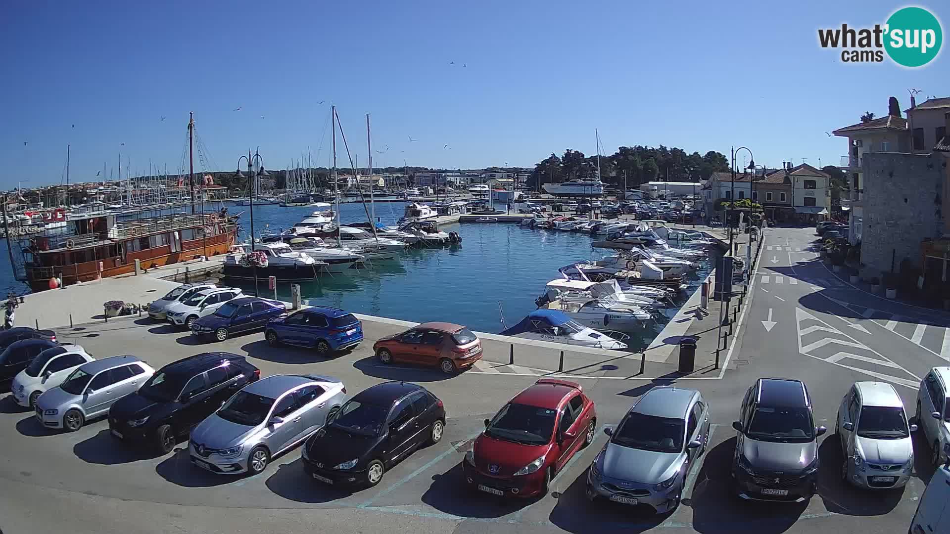 Novigrad | Porporela marina