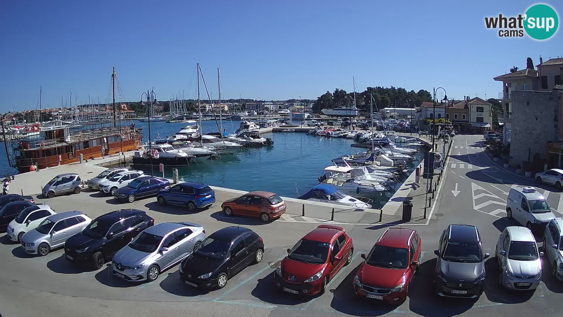 Novigrad | Porporela marina