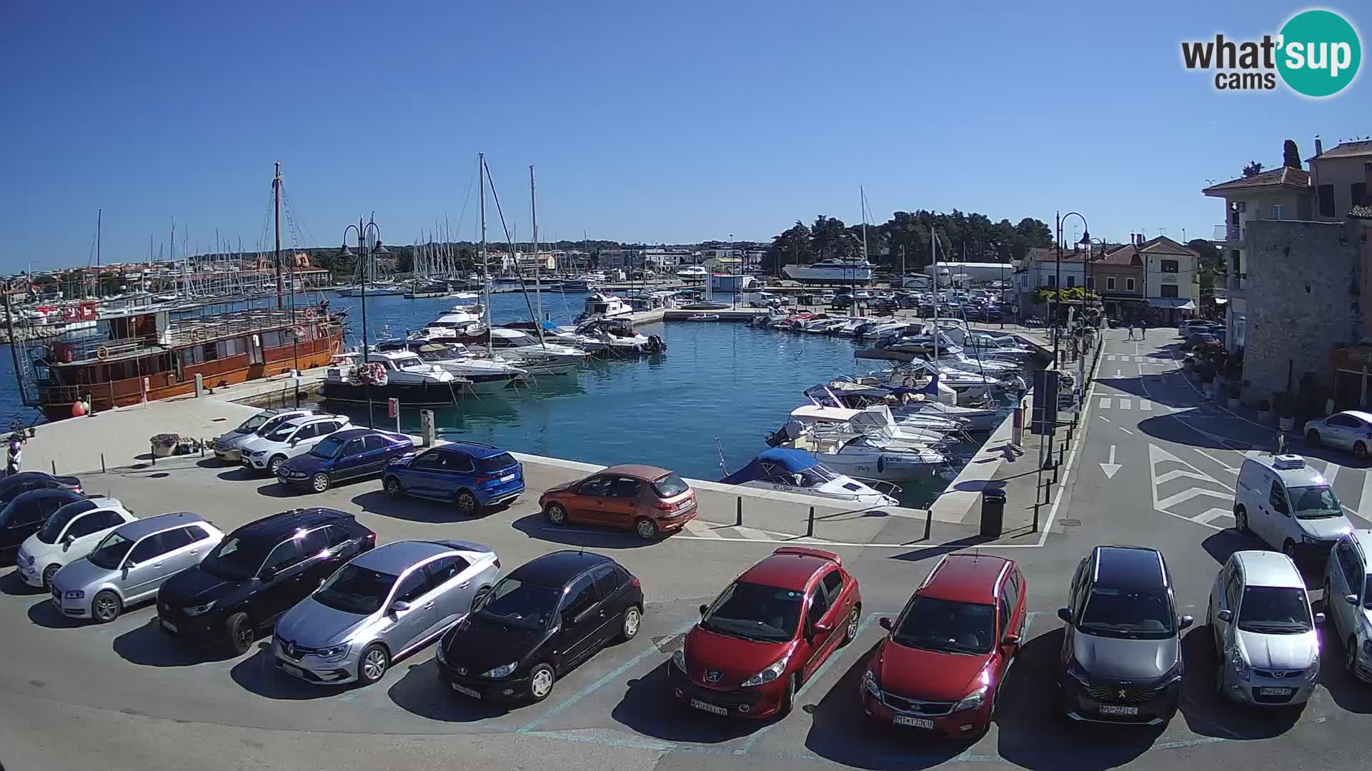 Novigrad | Porporela marina