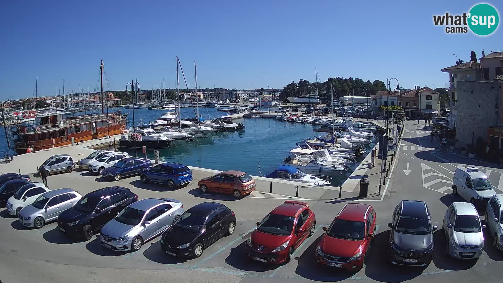 Novigrad | Porporela marina
