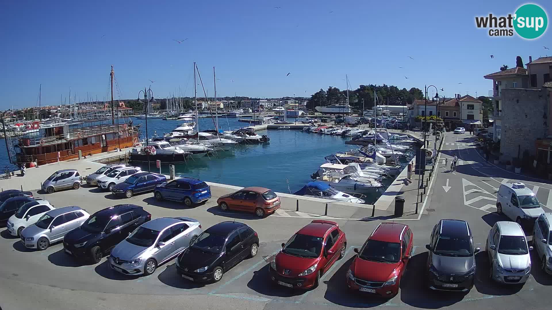 Novigrad | Porporela marina