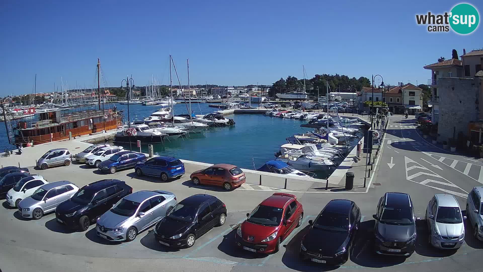 Novigrad | Porporela marina