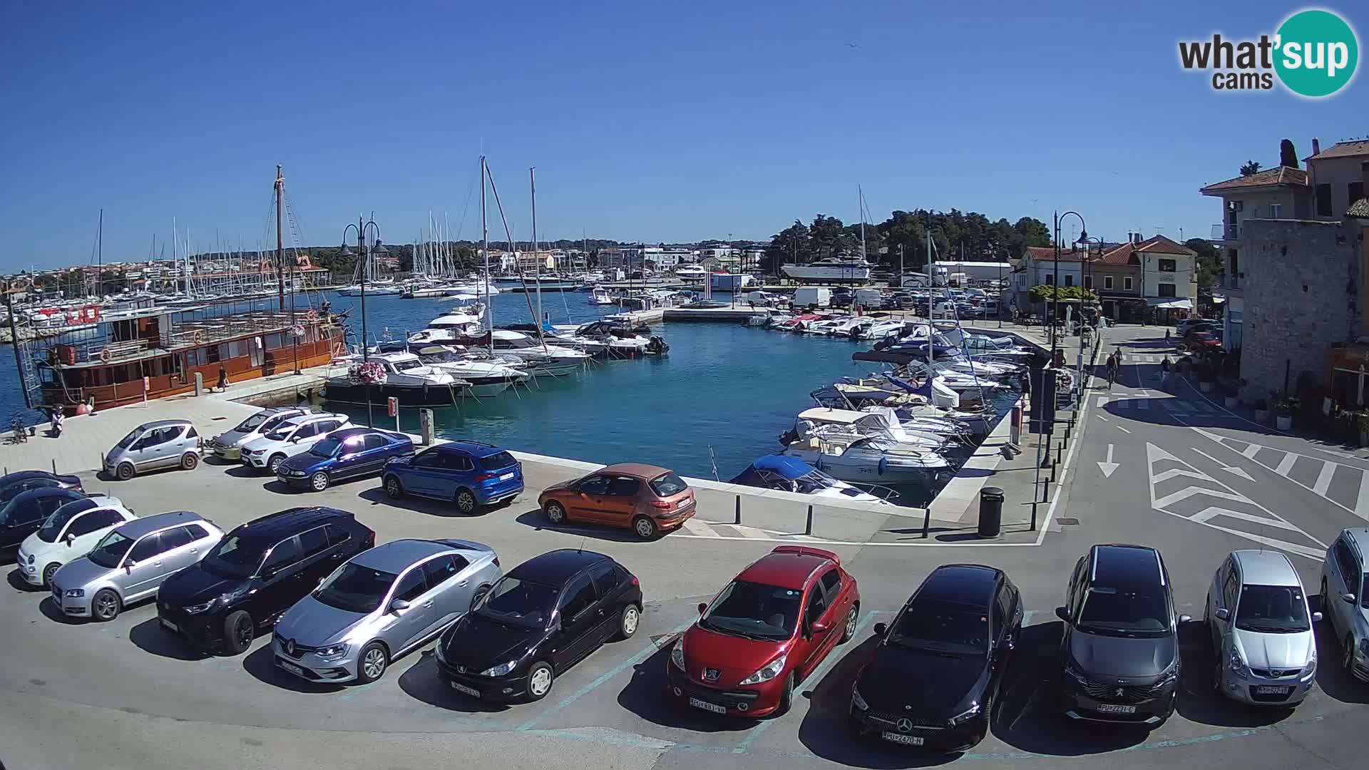 Novigrad | Porporela marina