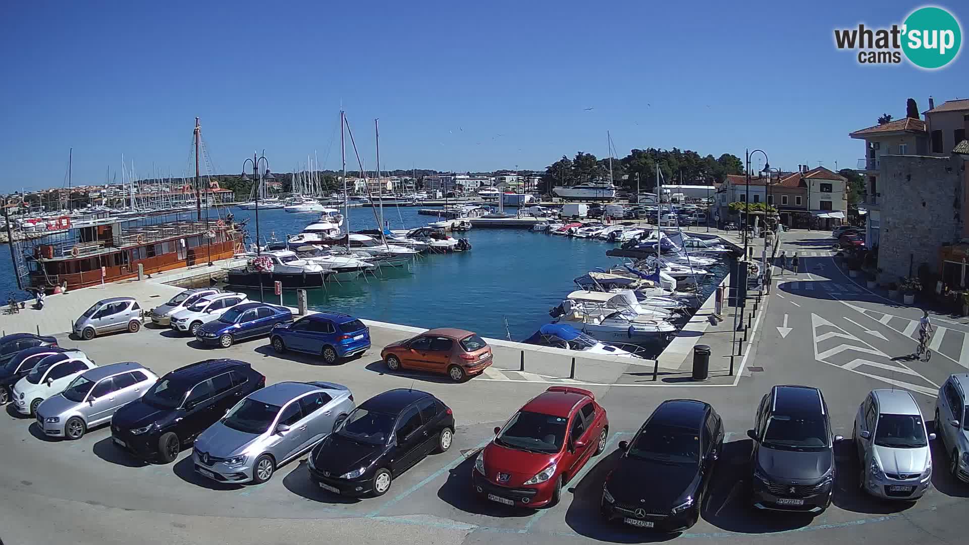 Novigrad | Porporela marina