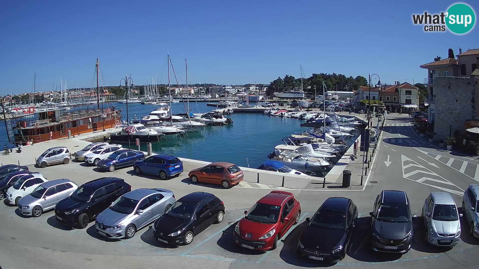 Novigrad | Porporela marina
