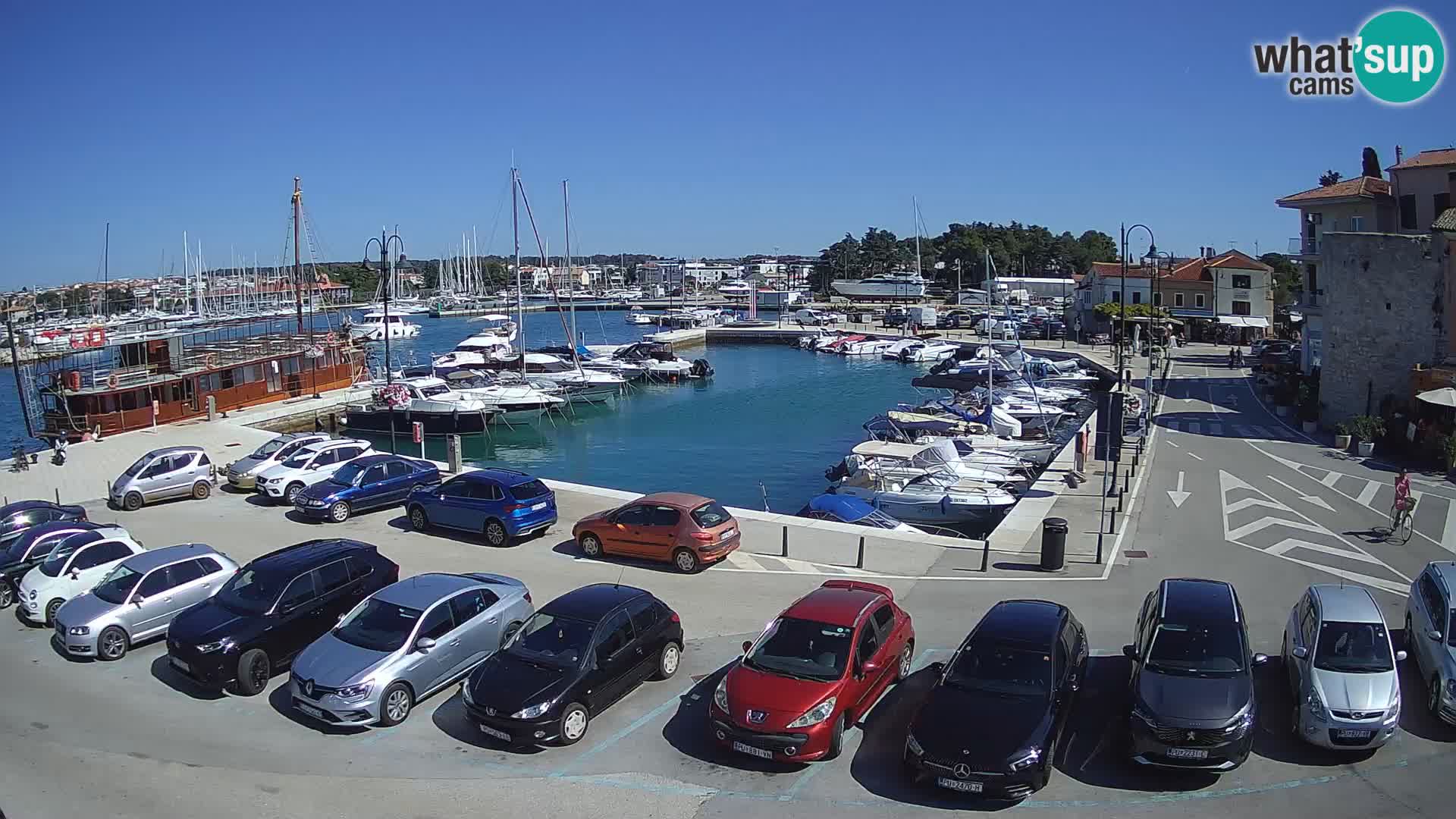 Novigrad | Porporela marina