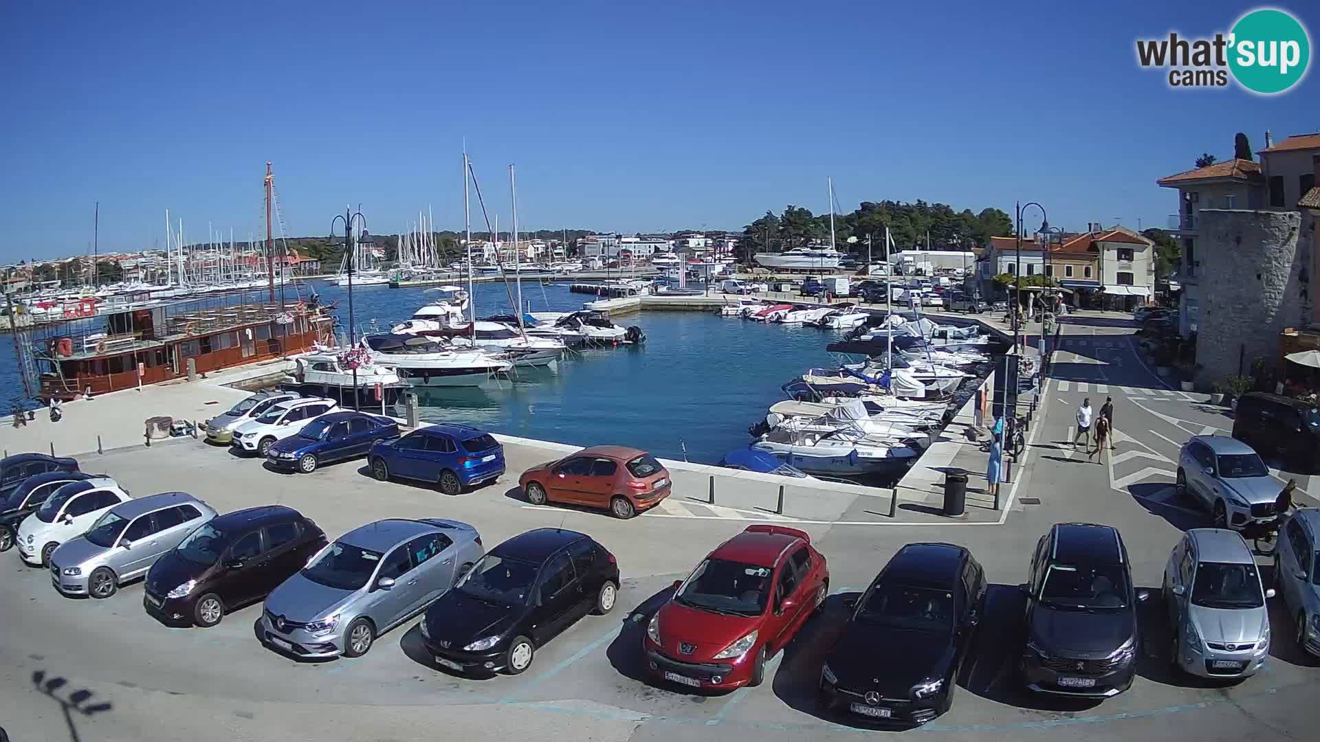 Novigrad | Porporela marina