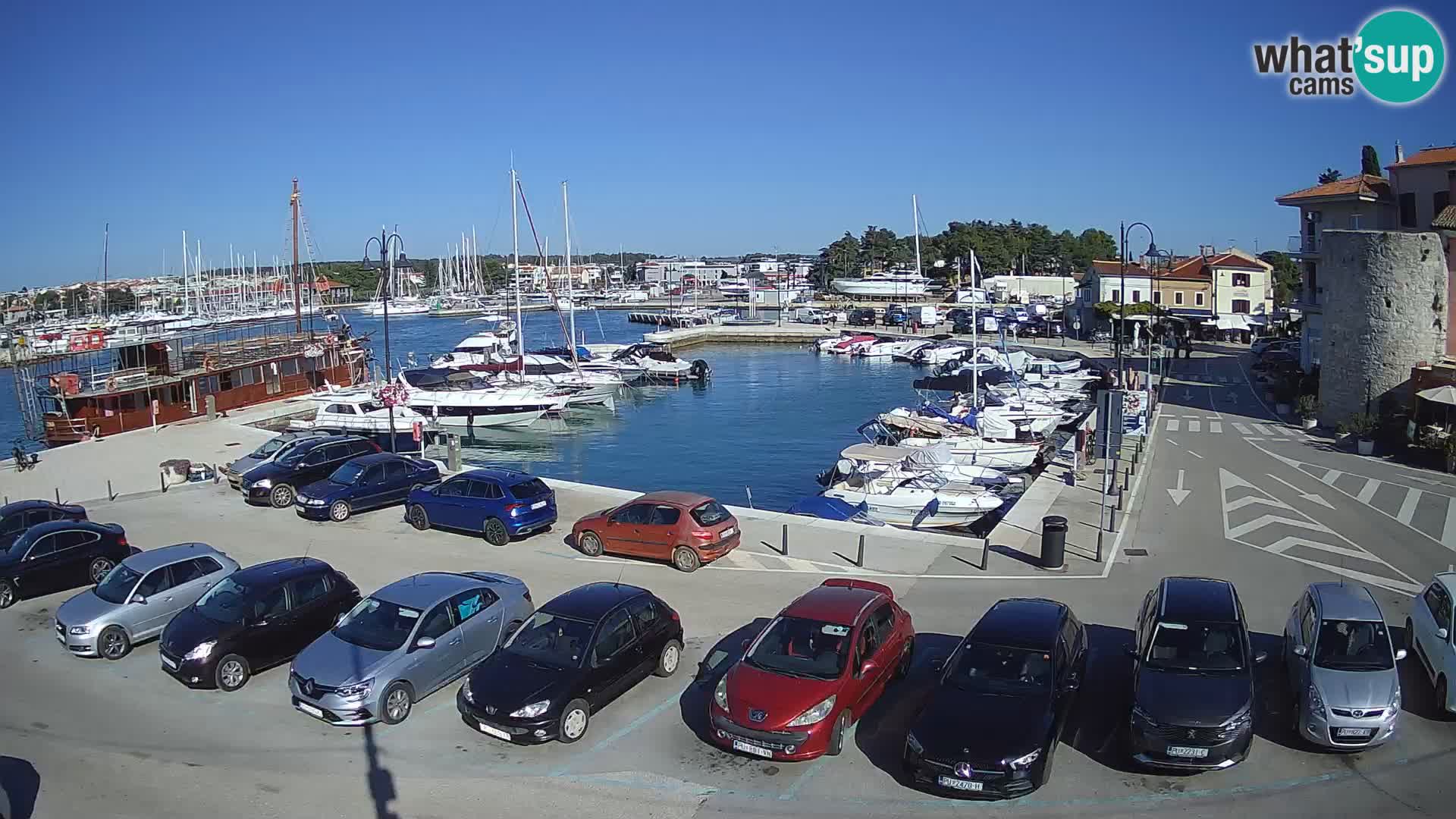 Novigrad | Porporela marina