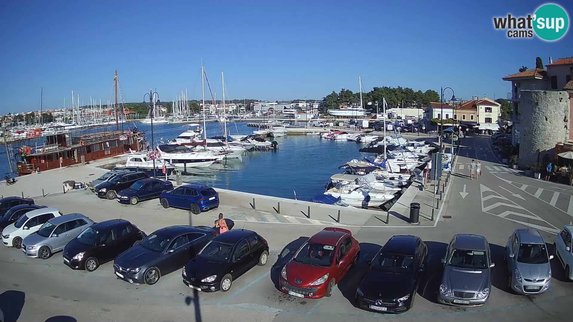 Novigrad | Porporela marina