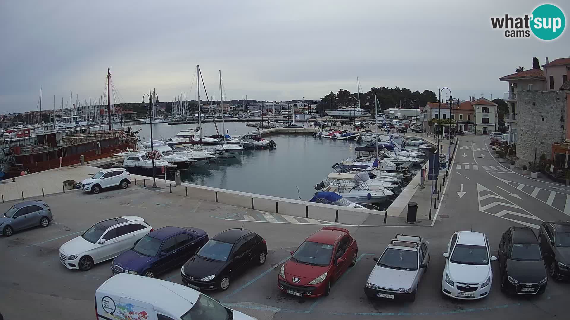 Novigrad | Porporela marina