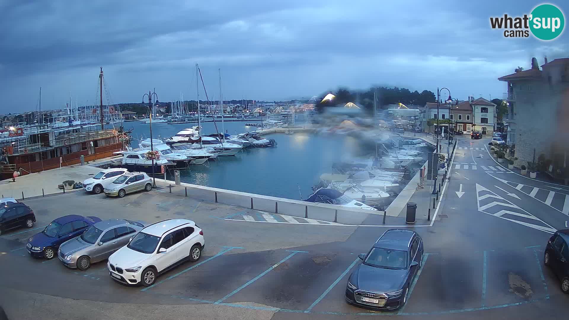 Novigrad | Porporela marina