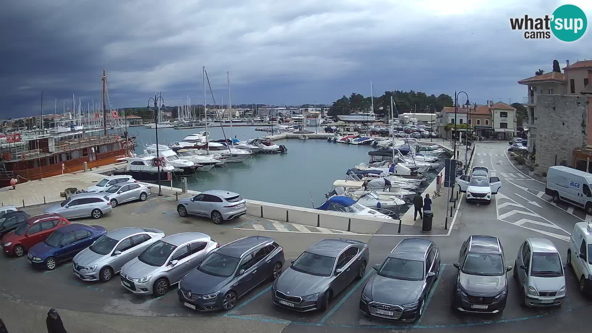 Novigrad | Porporela marina
