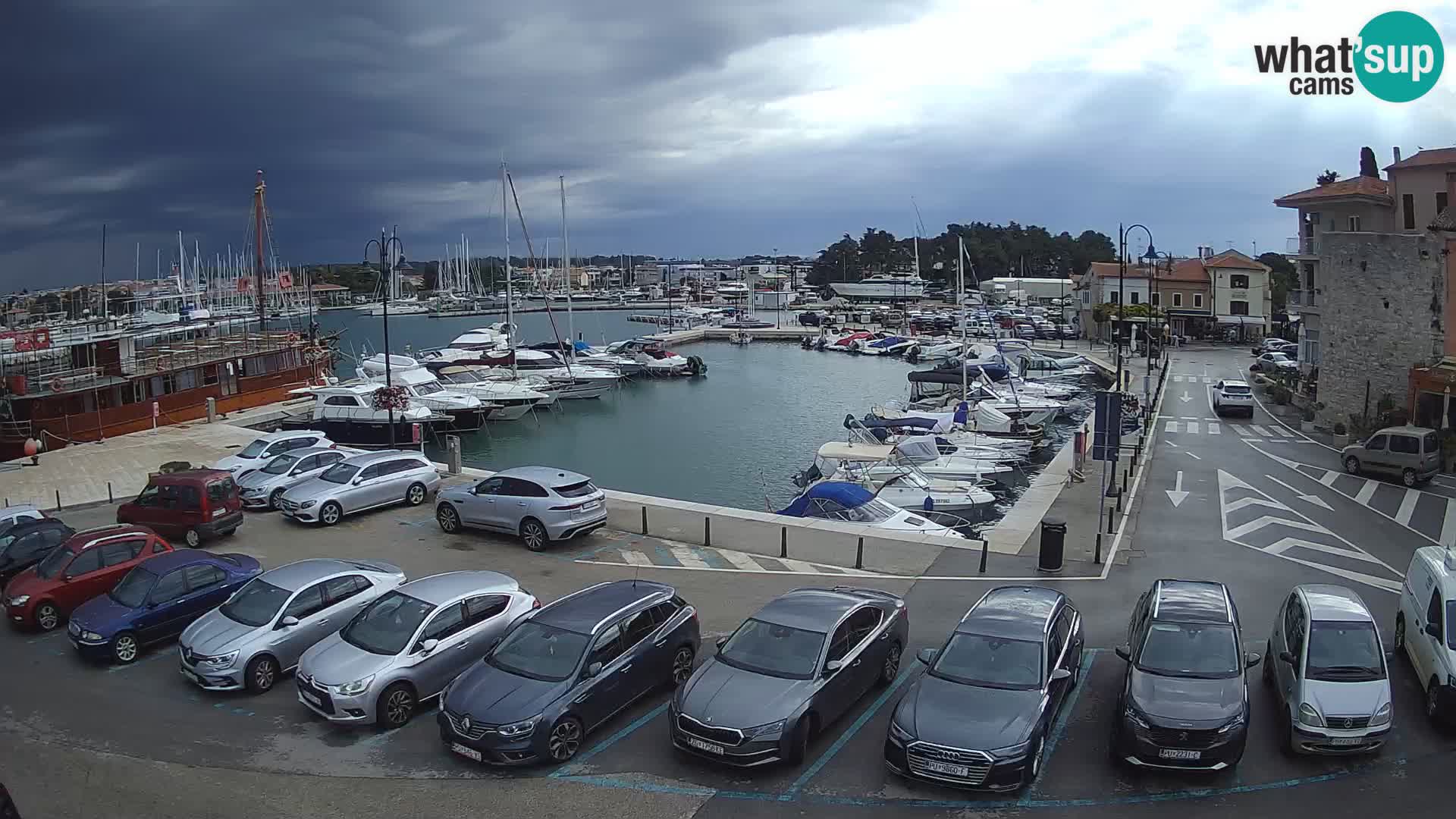 Novigrad | Porporela marina