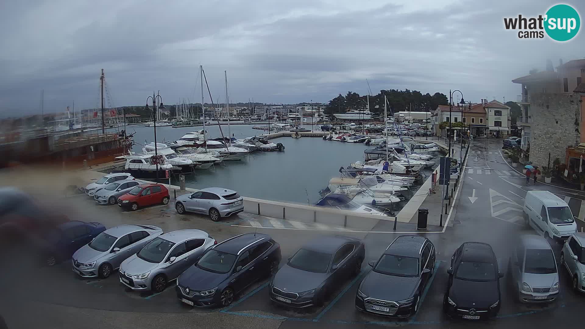 Novigrad | Porporela marina