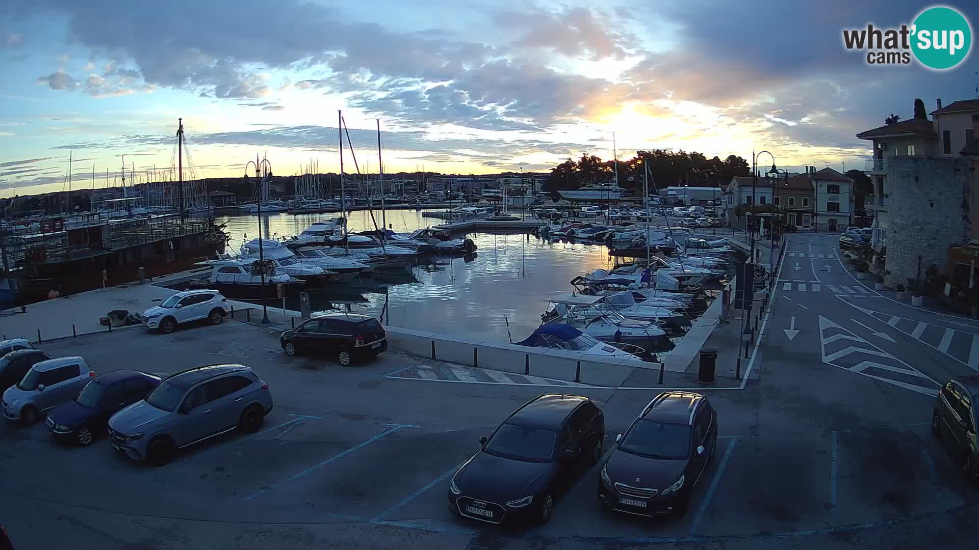 Novigrad | Porporela marina