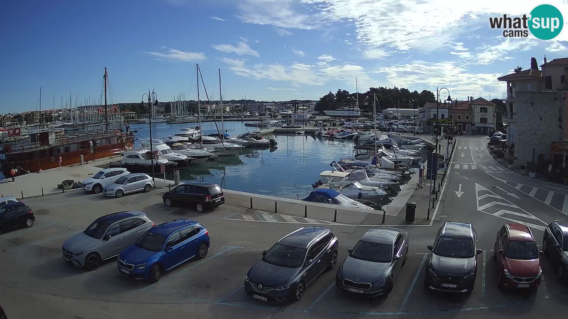 Novigrad | Porporela marina