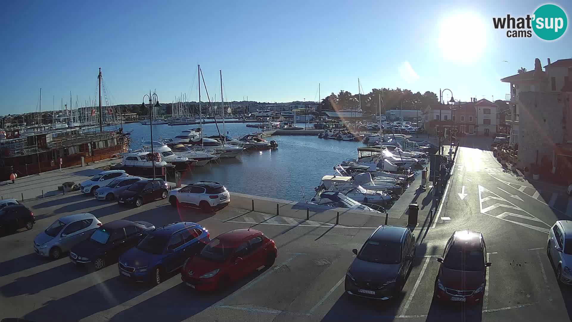 Novigrad | Porporela marina