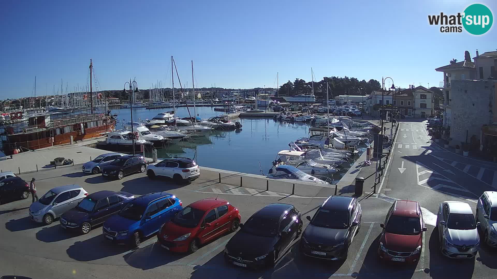 Novigrad | Porporela marina