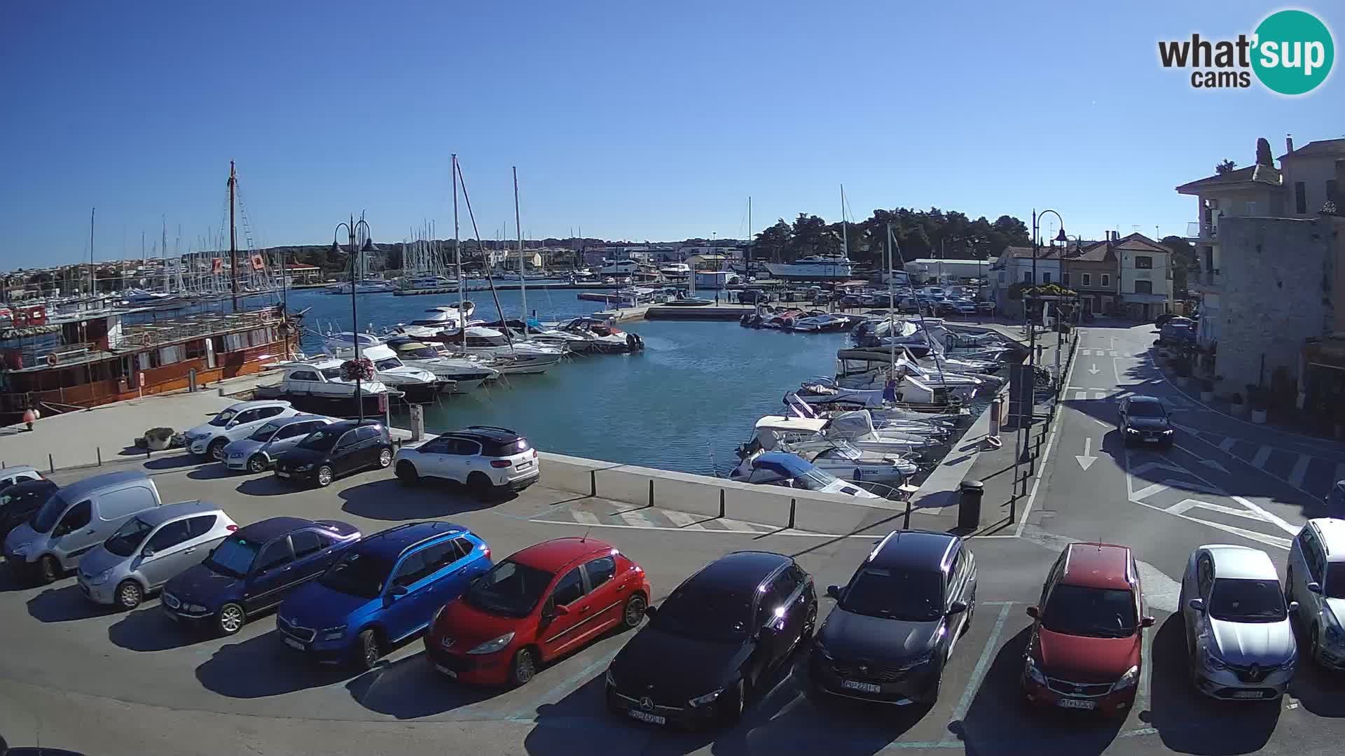 Novigrad | Porporela marina