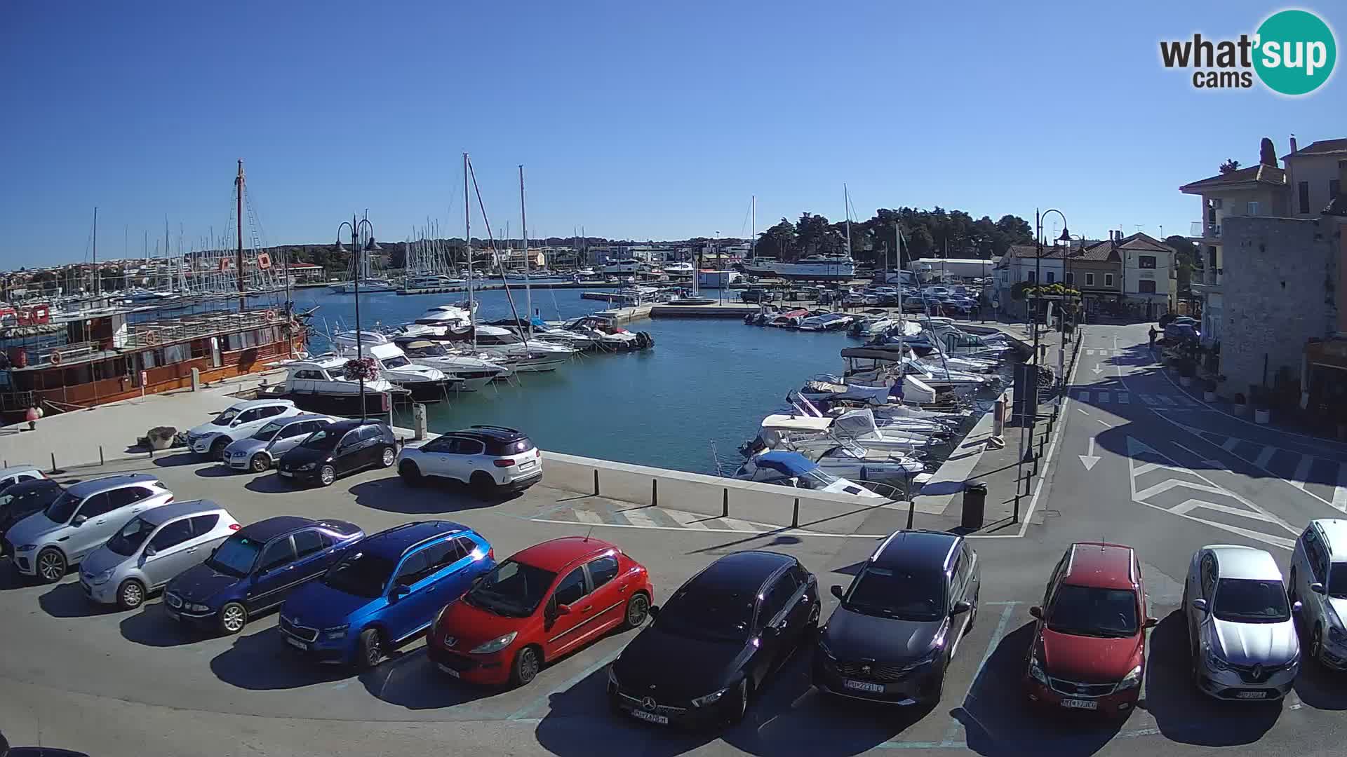 Novigrad | Porporela marina