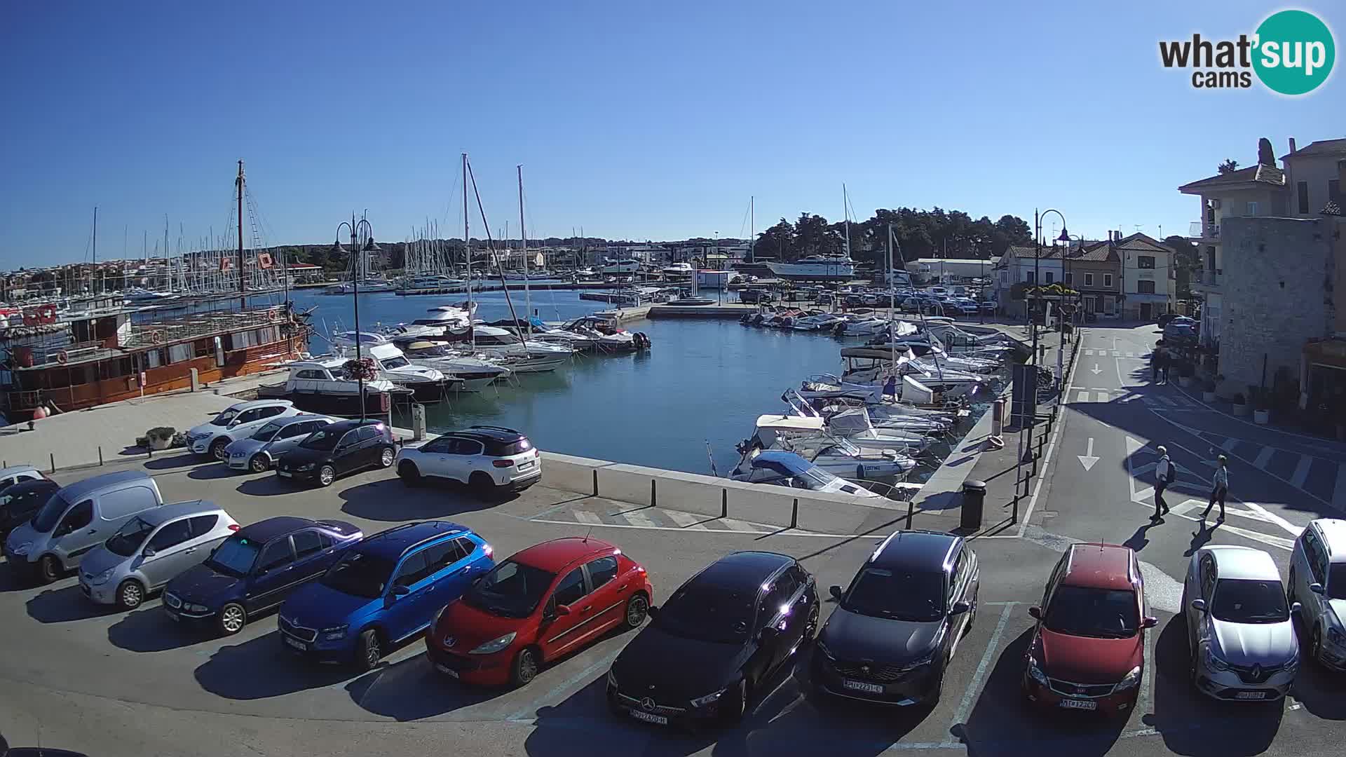 Novigrad | Porporela marina
