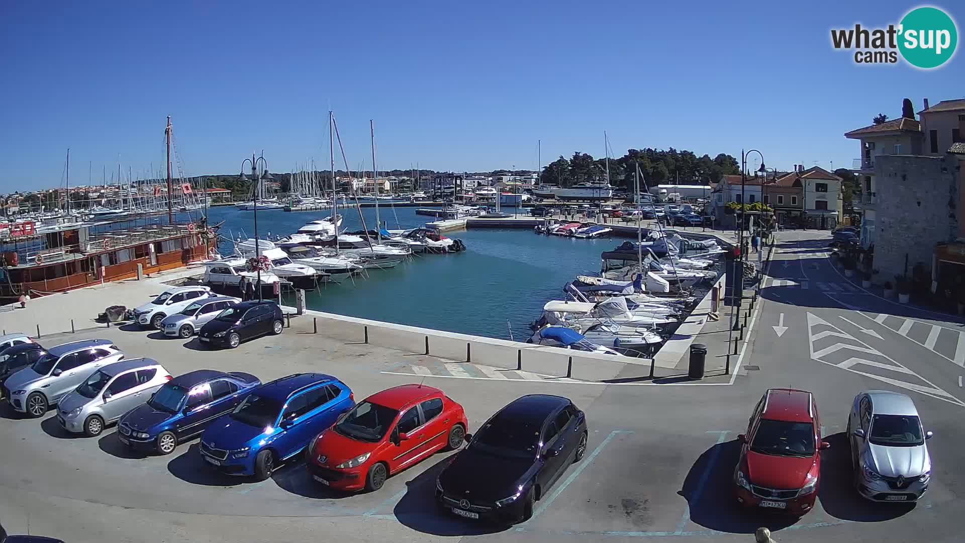 Novigrad | Porporela marina