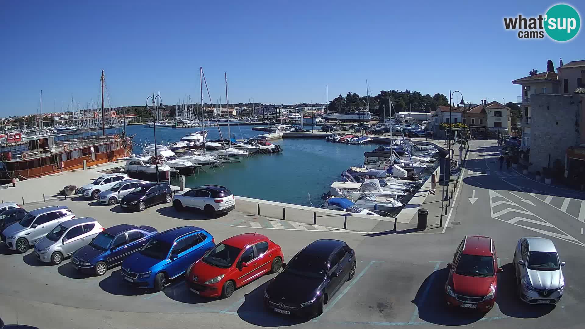 Novigrad | Porporela marina
