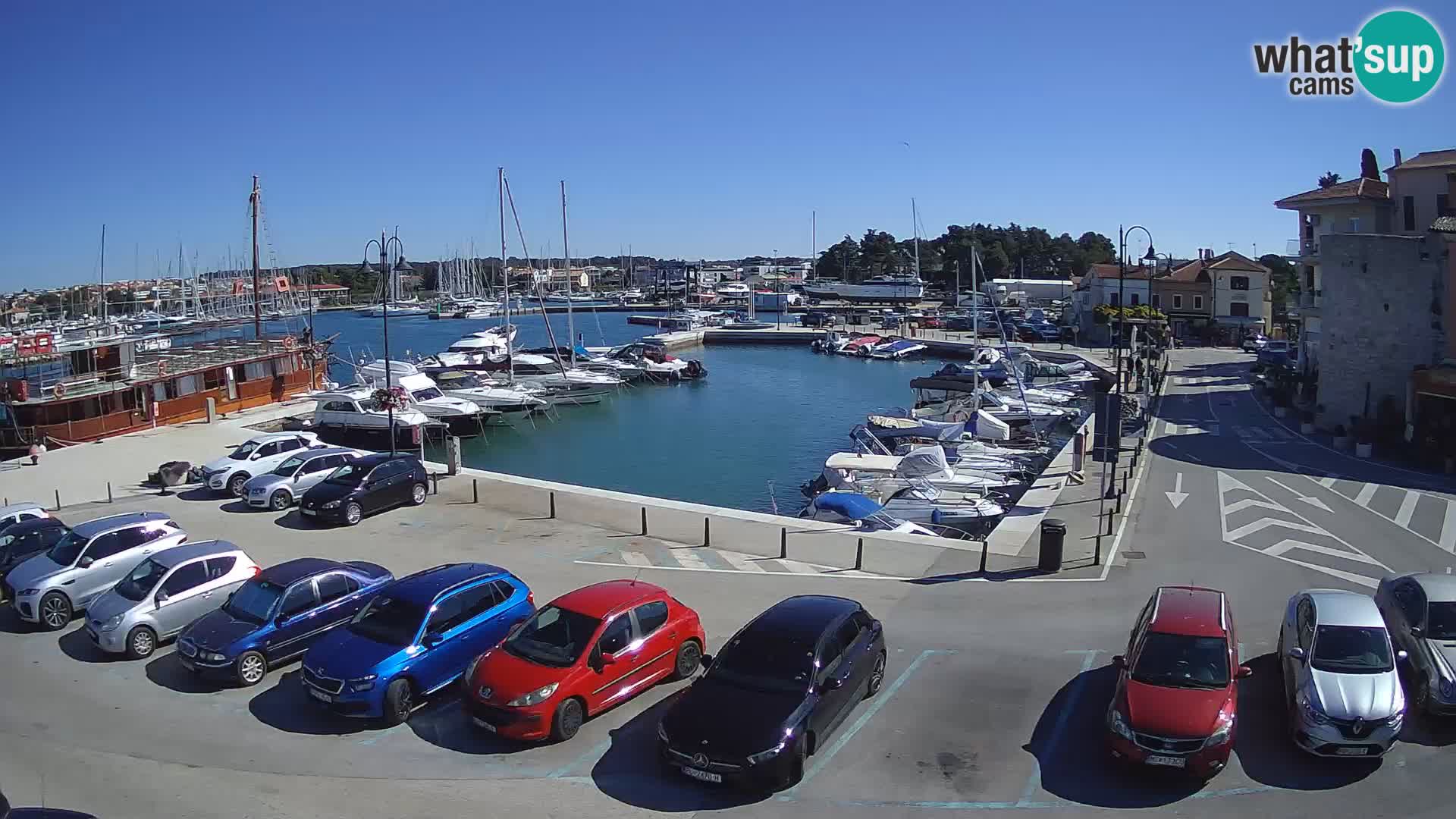 Novigrad | Porporela marina