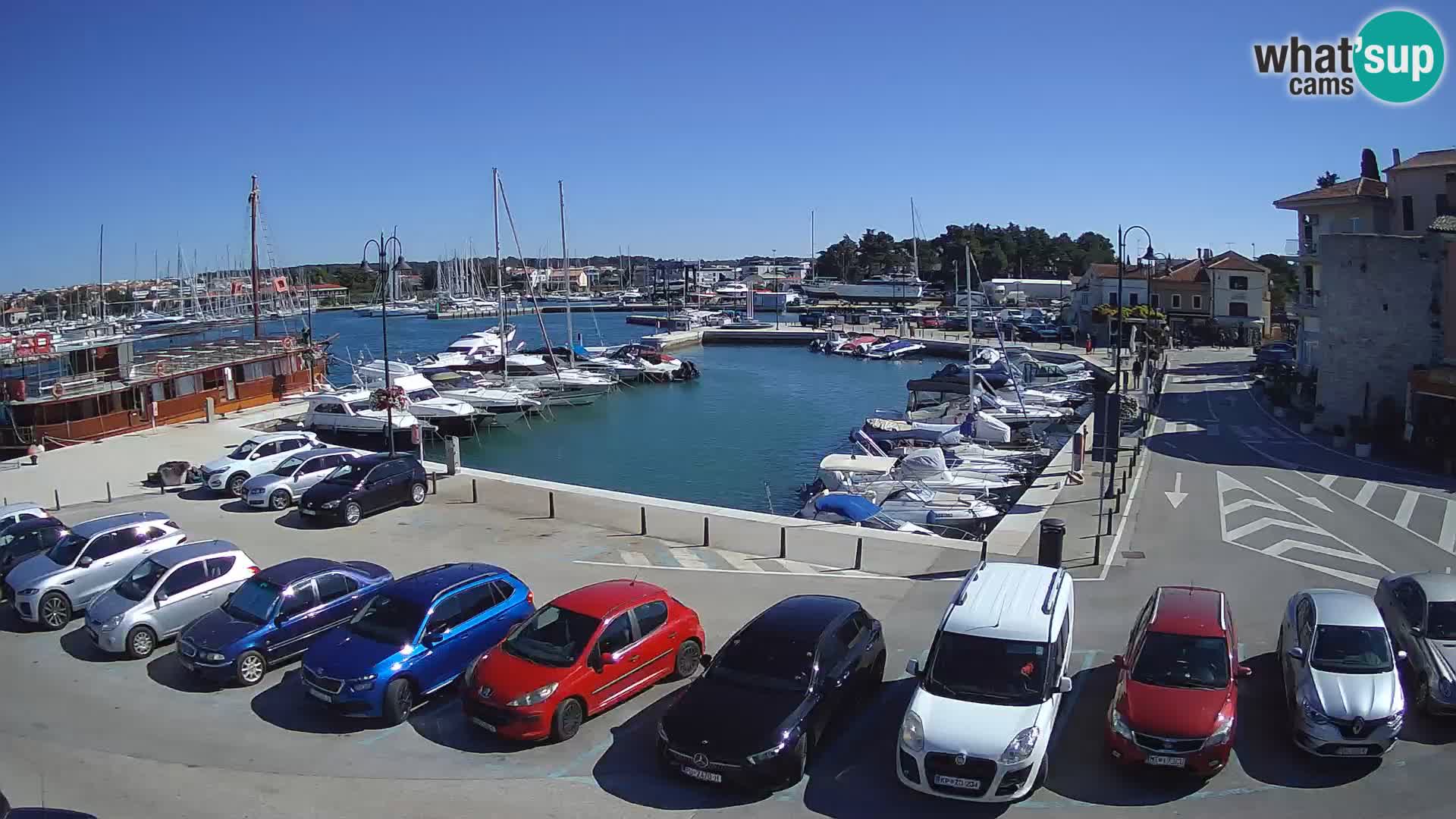 Novigrad | Porporela marina