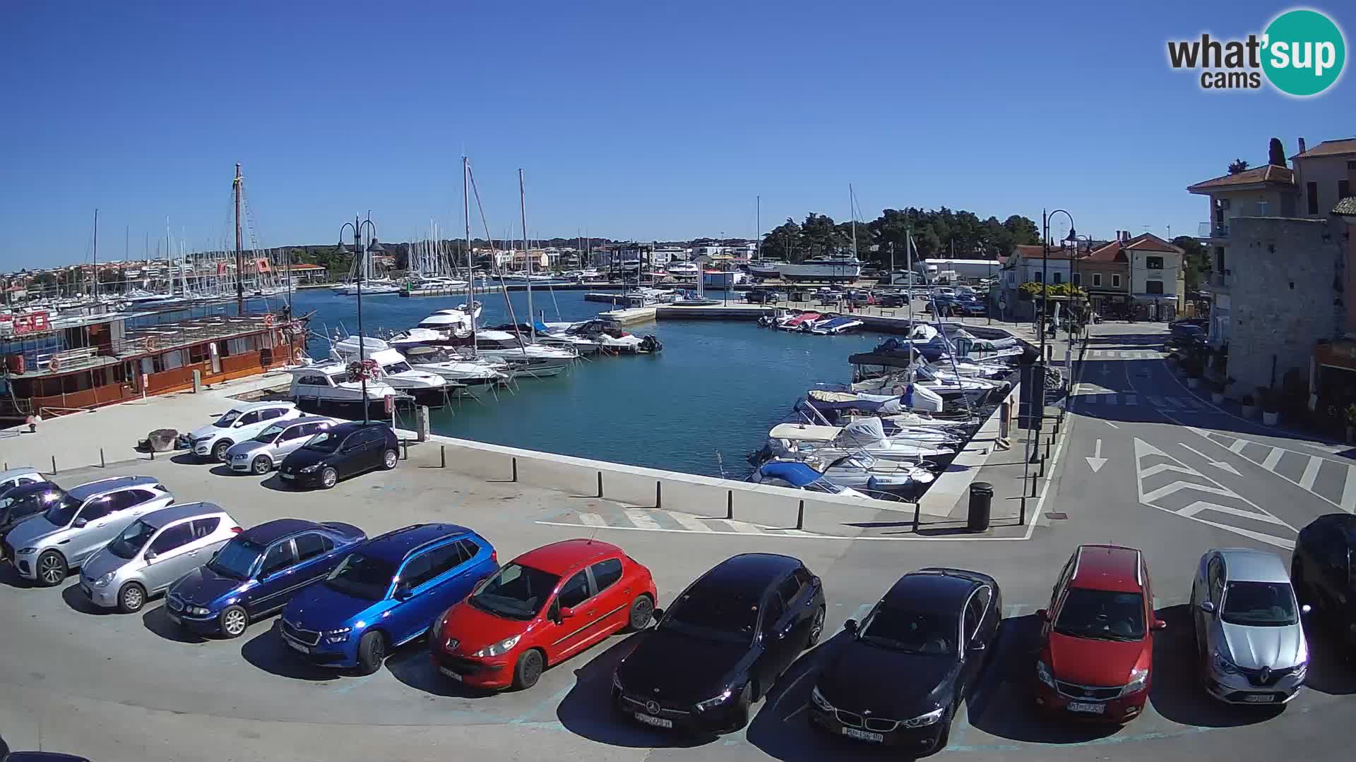Novigrad | Porporela marina