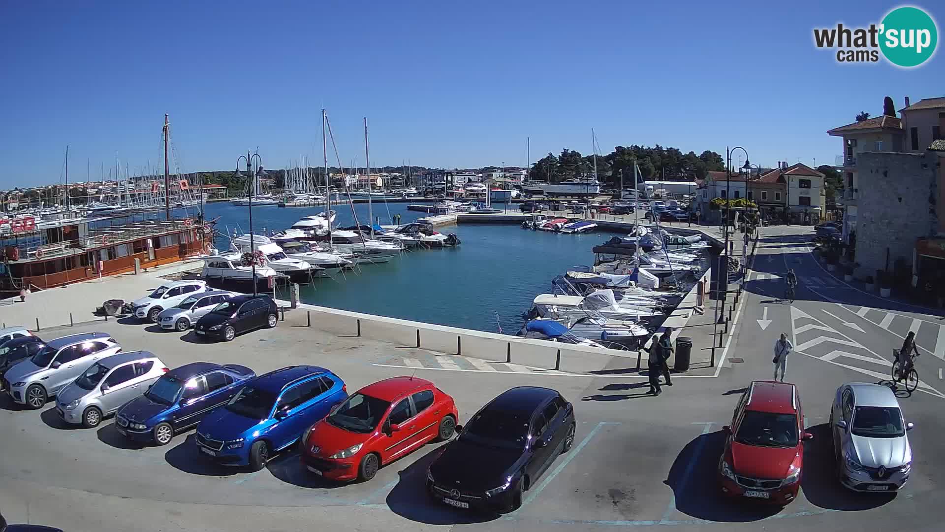 Novigrad | Porporela marina