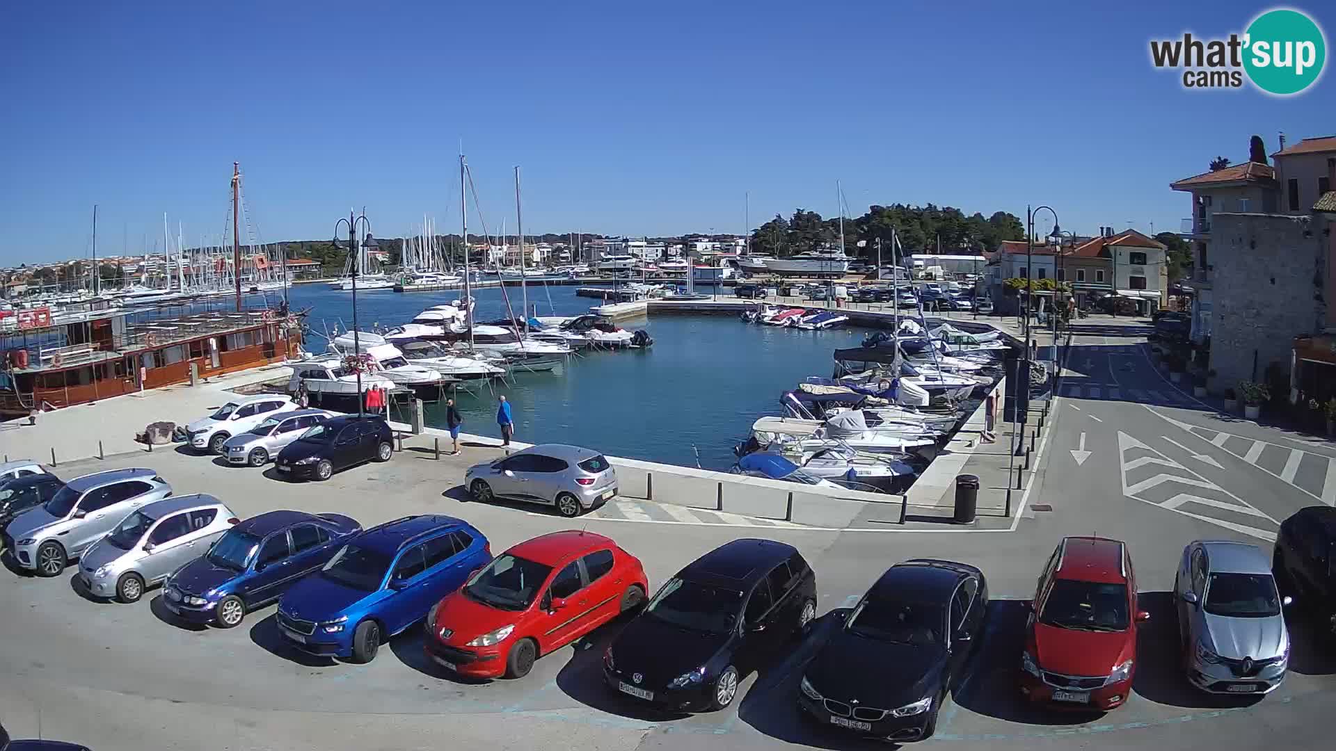 Novigrad | Porporela marina